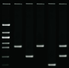 Edvotek Activity Kit - DNA Fingerprinting using PCR