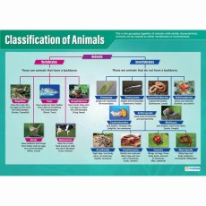 Poster: Our Animal World - Animal Classification (Each)
