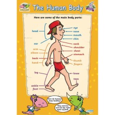 Poster: The Human Body (Each)