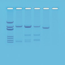 Edvotek Activity Kit - DNA Paternity Testing Simulation