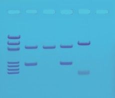 Edvotek Activity Kit - DNA Fingerprinting by PCR Amplification