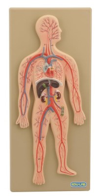 Model,  Circulatory System (Human) (Each)
