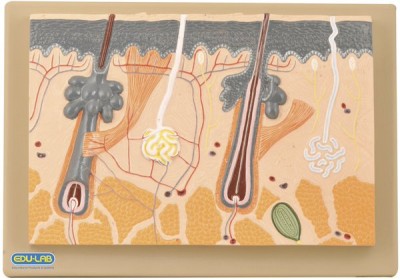 Model,  Skin Section (Each)