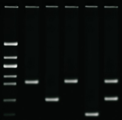 Edvotek Activity Kit - DNA Fingerprinting using PCR