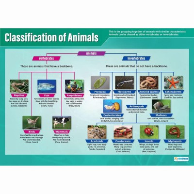 Poster: Our Animal World - Animal Classification (Each)