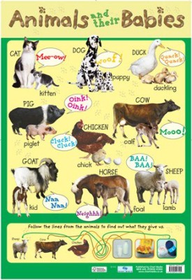 Poster: Baby Animals (Each)