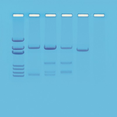 Edvotek Activity Kit - DNA Paternity Testing Simulation