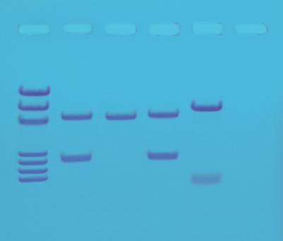 Edvotek Activity Kit - DNA Fingerprinting by PCR Amplification