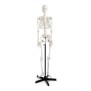 Model Skeleton with Frame, Life Size (Each)