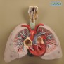 Model, Heart with Lungs & Larynx (Each)