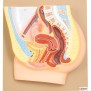 Model, Female Pelvis Section (Each)