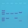 Edvotek Activity Kit - DNA Fingerprinting by PCR Amplification