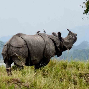 Assam Meghalaya Explorer