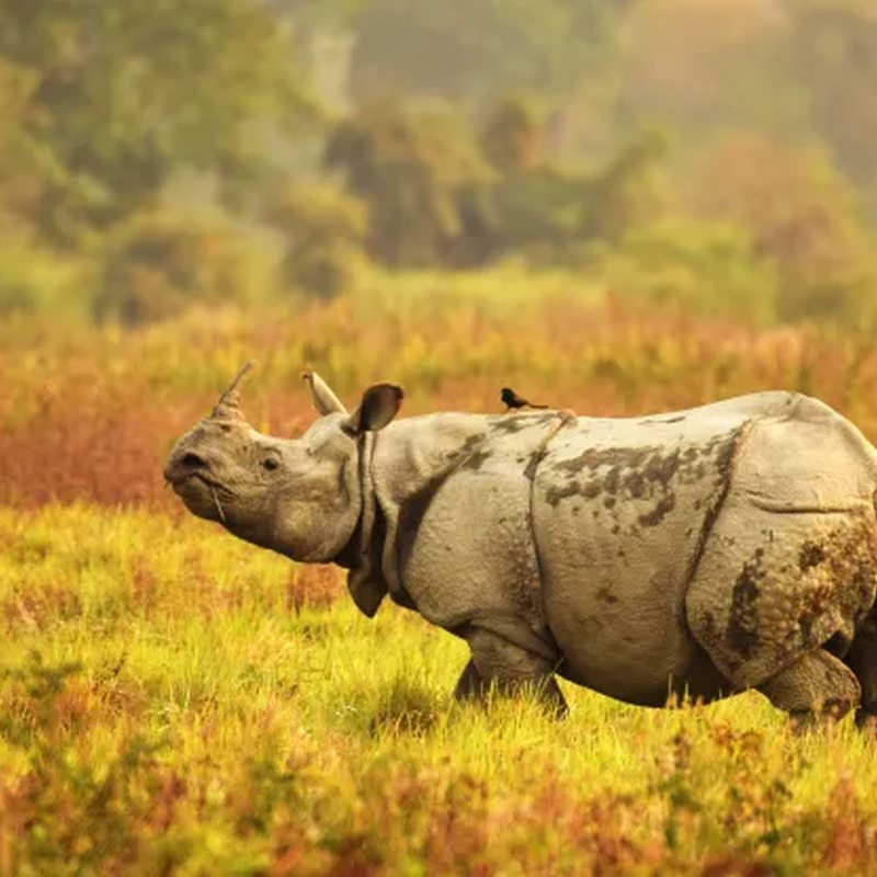 Assam Meghalaya Explorer
